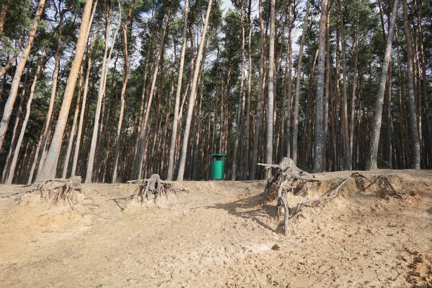 Zakład Lasów Poznańskich wyciął 7 drzew niebezpiecznych...