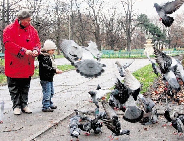 Gołębie należy dokarmiać w wyznaczonych miejscach