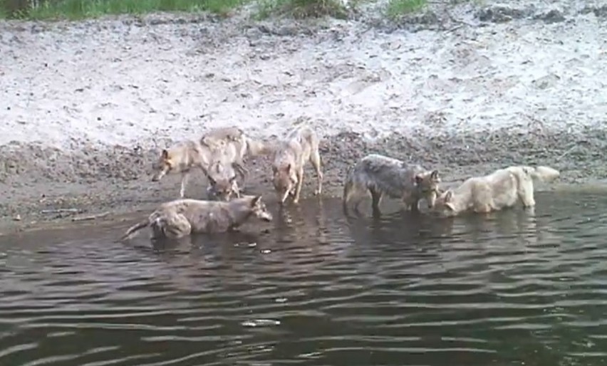 Tak chłodzą się wilki w lasach pod Gniewkowem. Zobaczcie wideo!