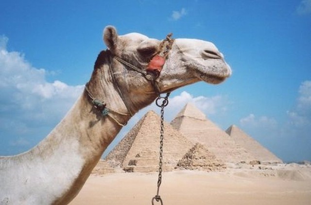 MSZ odradza wyjazdy do Egiptu