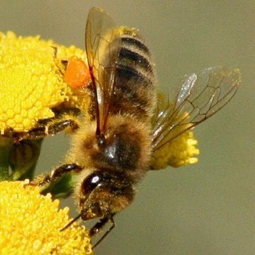 Jad pszczeli wykorzystuje się jako lekarstwo.