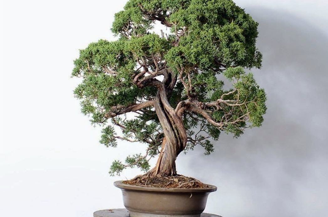 Jak wybrać donice do drzewek bonsai? Radzi Sebastian Czekaj z Bonsai Park  koło Kielc | Echo Dnia Świętokrzyskie