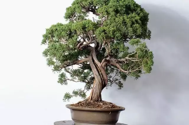 Doniczki bonsai muszą być szczególnie dobrze skonstruowane. Warto użyć do ich wykorzystania gliny najwyższej jakości.