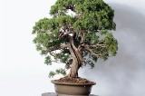 Jak wybrać donice do drzewek bonsai? Radzi Sebastian Czekaj z Bonsai Park koło Kielc