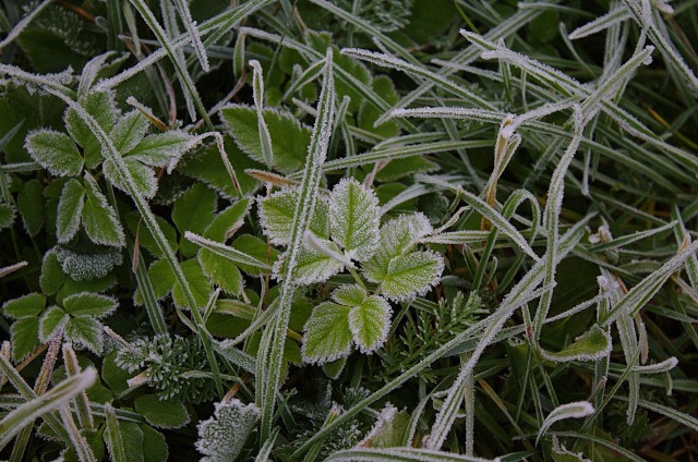 IMGW wydał nowe ostrzeżenie. Synoptycy Instytutu Meteorologii i Gospodarki Wodnej wydali ostrzeżenia przed silnymi porywami wiatru oraz przymrozkiem, który pojawi się w niemal całej Polsce. Temperatura przy gruncie może spaść do -5 stopni Celsjusza.