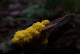 Taki żółty osad na drzewach w lasach w Polsce to "masło czarownicy". Uwaga! Potrafi się poruszać!