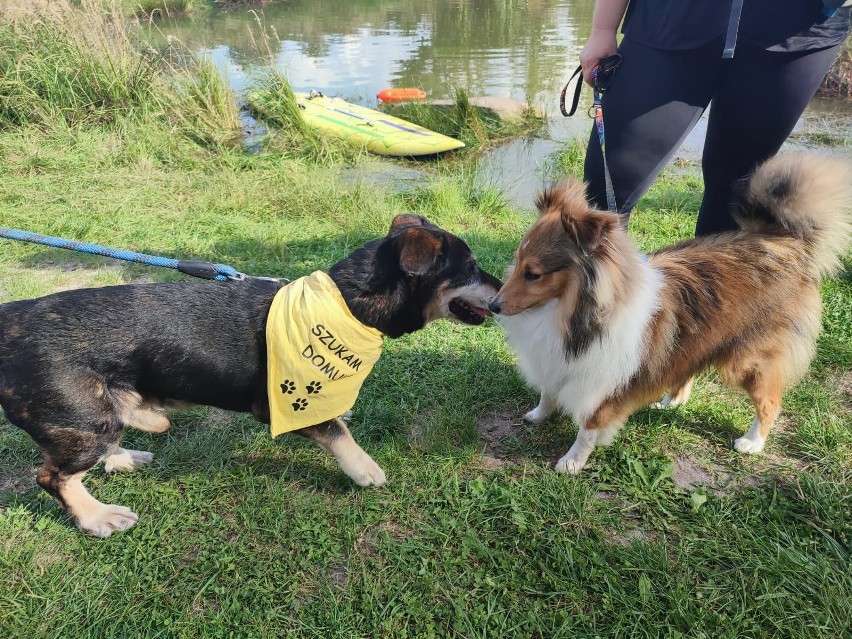 Dogtrekking w Bogdańczowicach