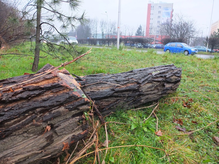 Razem dla Opola proponuje przesadzanie aż 1200 drzew z okolic dworca Opola Wschodnie [zdjęcia, wideo]
