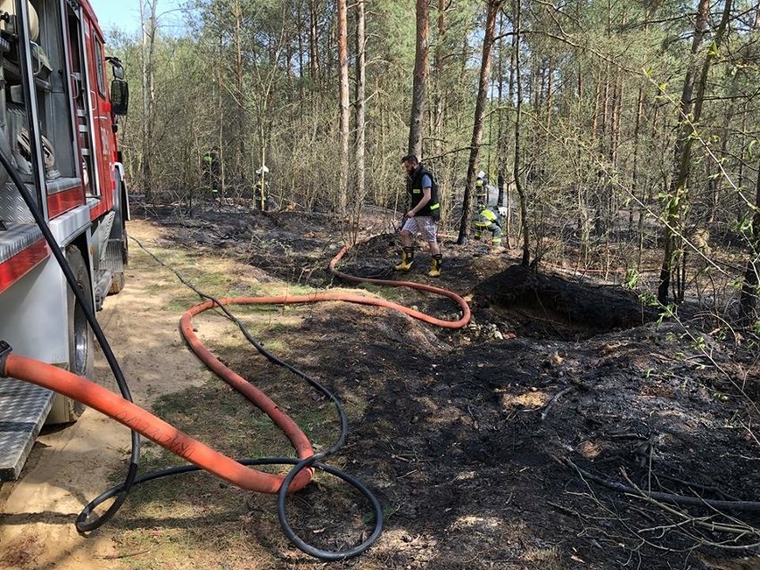 Powiat makowski: pożary lasów i traw. Palił się także tartak w Głażewie-Święszkach