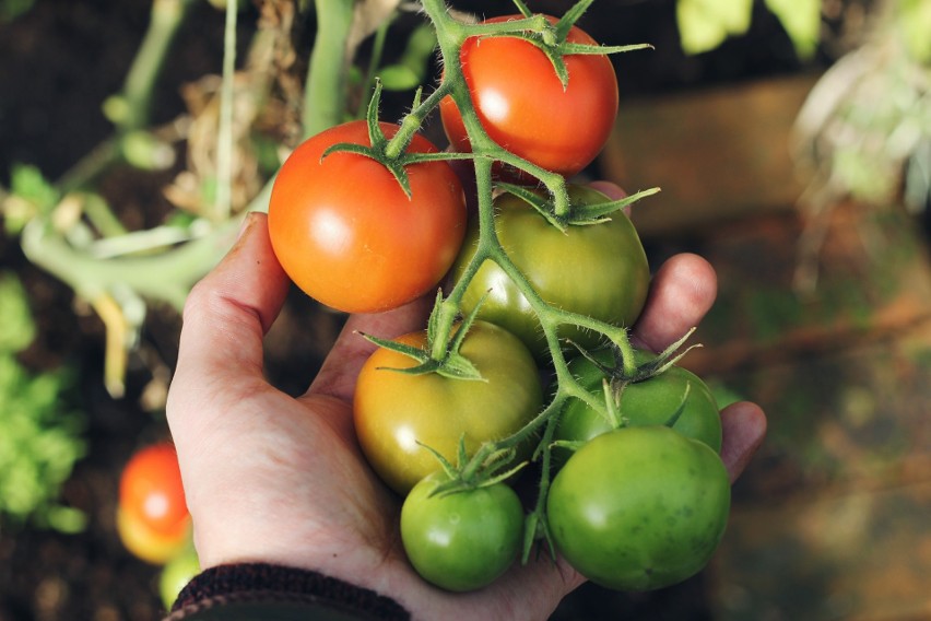 Najlepsze są pomidory z własnego ogródka, jednak nie zawsze...