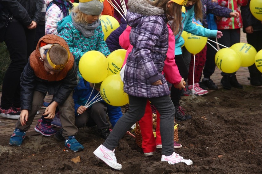 W Żorach zasadzili prawie 1000 żonkili, tworząc "Pole Nadziei" przy hospicjum