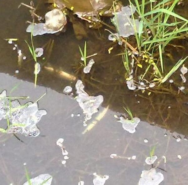 Katastrofa ekologiczna na Borkach. Woda zamieniła się w pianę (zdjęcia)