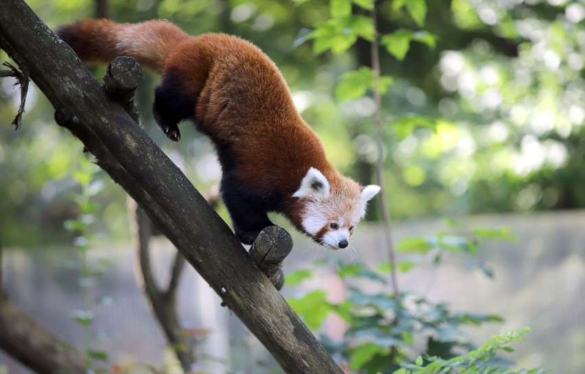 Nowe zwierzęta w łódzkim zoo