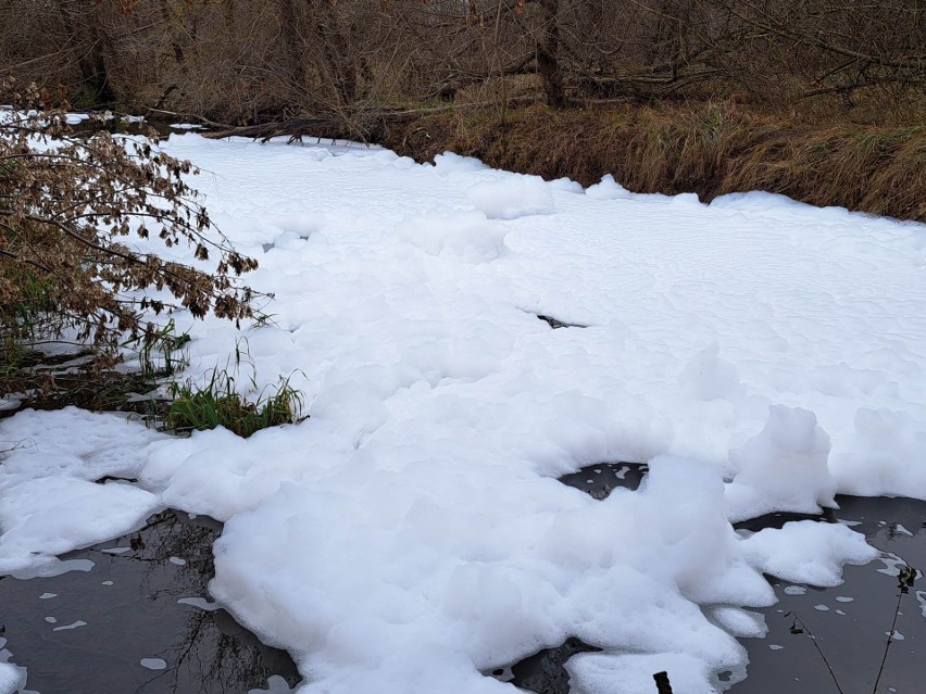 W poniedziałek rzeką Bobrzą w okolicy Nowin płynęła biała...