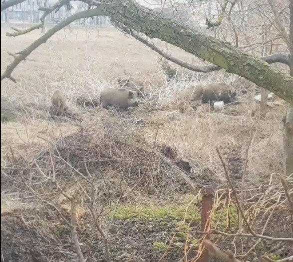 Dziki na Rubinkowie w Toruniu