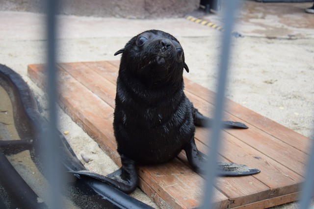 Mały kotik we wrocławskim zoo. Ta samiczka urodziła się 3 czerwca