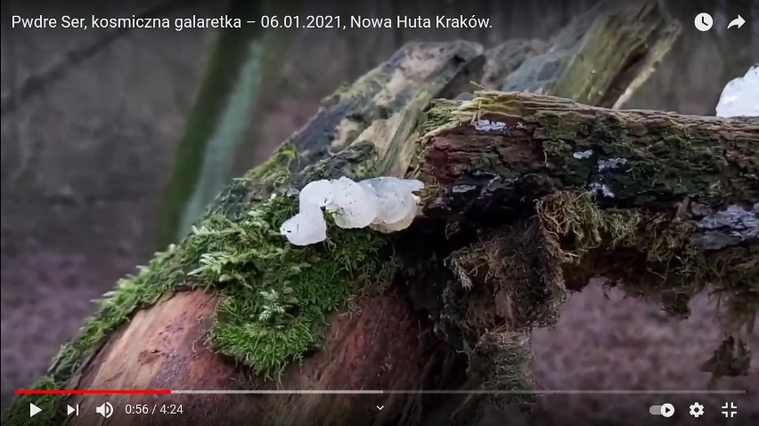 Rzadki grzyb czy "kosmiczna galareta" - tajemnicze zjawisko pojawiło się w Nowej Hucie. Wyjaśniamy, co to jest [ZDJĘCIA]