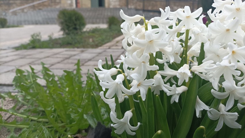 Otoczenie kolegiaty w Skalbmierzu wiosną zachwyca kolorową, roślinną szatą. Zobacz zdjęcia 