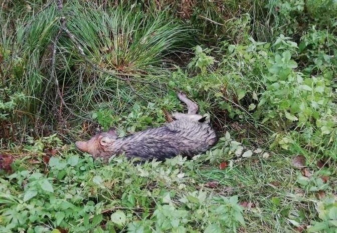 Samochód potrącił wilka. Leśniczy ruszył na pomoc (zdjęcia)