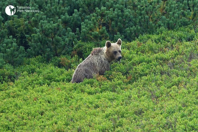 Niedźwiedź w Tatrach - zdjęcie ilustracyjne