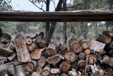 Nie pal mokrym drewnem, to szkodliwe. Jakie drewno na opał najlepiej wybrać?