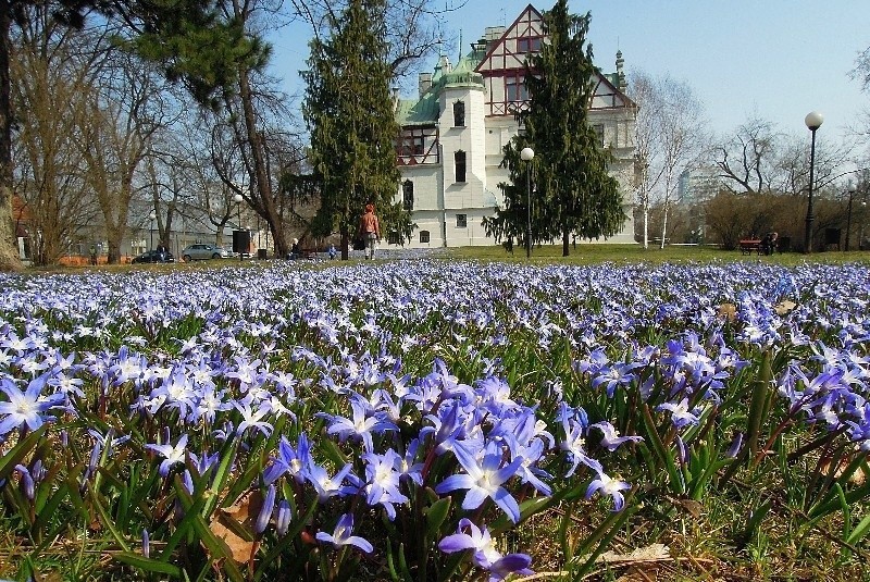 W parku im. Klepacza rozkwitły cebulice. To jedyny park w Polsce z takimi połaciami tych kwiatków