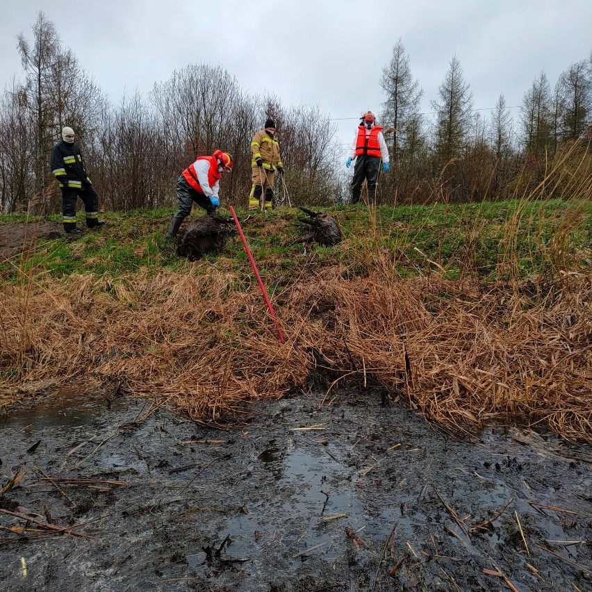 15 martwych dzików w kanale koło Ząbrowa w gm. Stare Pole. Na miejscu pracują służby. „Bardzo zaskoczyła nas ta liczba”