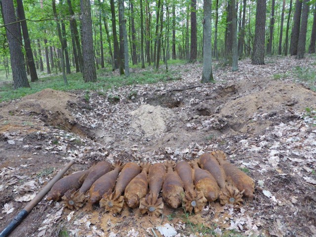 To połowa niewypałów, które leśnicy znaleźli w poniedziałek rano w Borach Tucholskich. Znalezisko zabrali saperzy z Chełmna