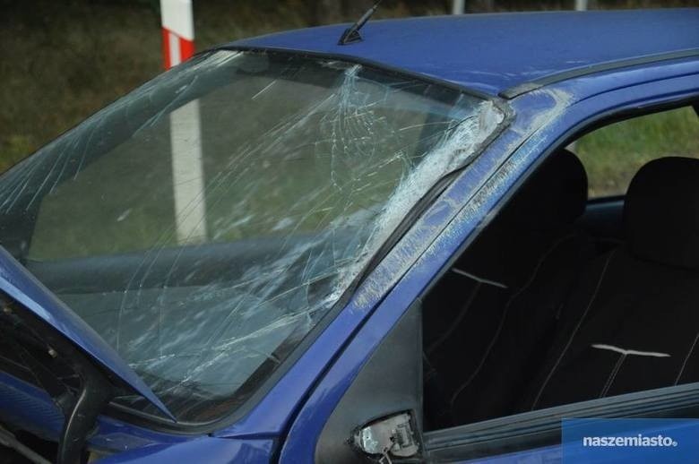Włocławek: W miejscowości Mikanowo dwa auta zderzyły się z łosiem