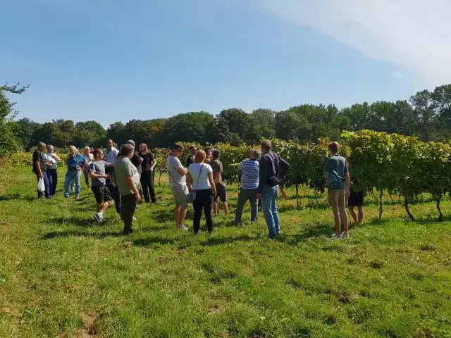 Święto winobrania na Uniwersytecie Rolniczym w Krakowie