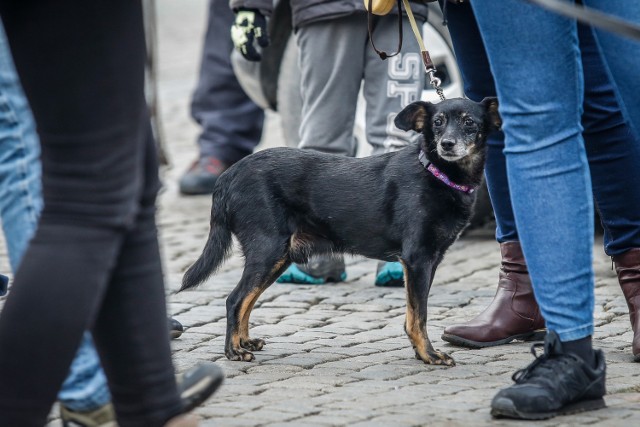 W 2014 roku WSA w Gorzowie Wielkopolskim uznał, że regulamin wprowadzający szereg zakazów dotyczących zakazujących m.in. wprowadzania psów na tereny zabaw dla dzieci i rekreacyjne przekracza upoważnienia ustawowe radnych.