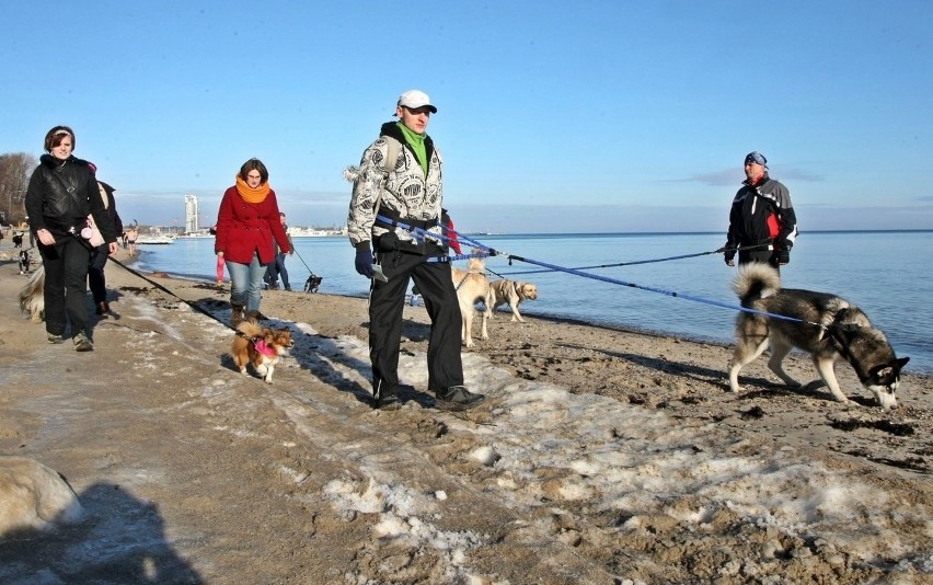 Pomorski Puchar Dogtrekkingu w Gdyni. Psy i ich właściciele maszerowali Polanką Redłowską [ZDJĘCIA]