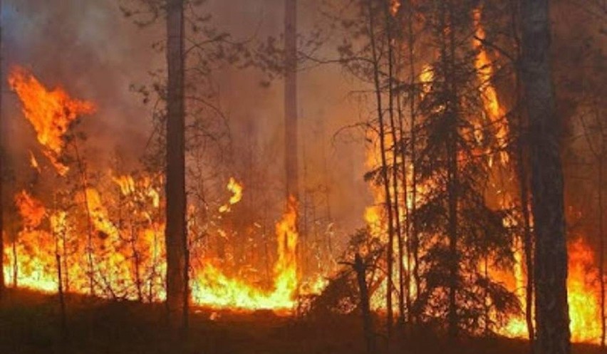 Ogromny pożar lasu pod Janowem spowodował straty, także w...