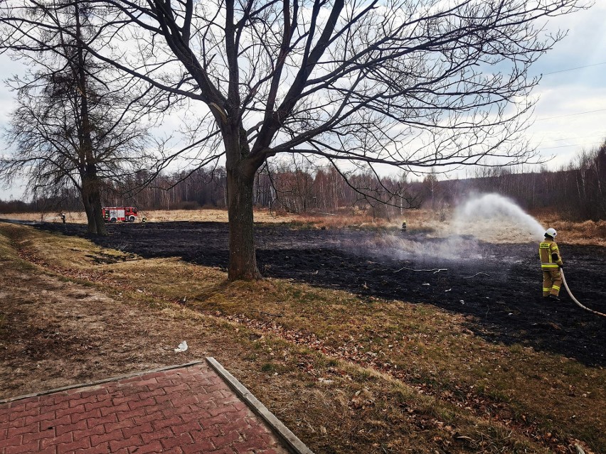 Strażacy gasili pożar nieużytków w Goździkowie.