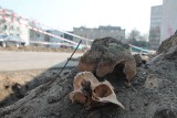 Przy ulicy Bawarczyków wykopano kolejne ludzkie szczątki. Policji nikt o znalezisku nie poinformował
