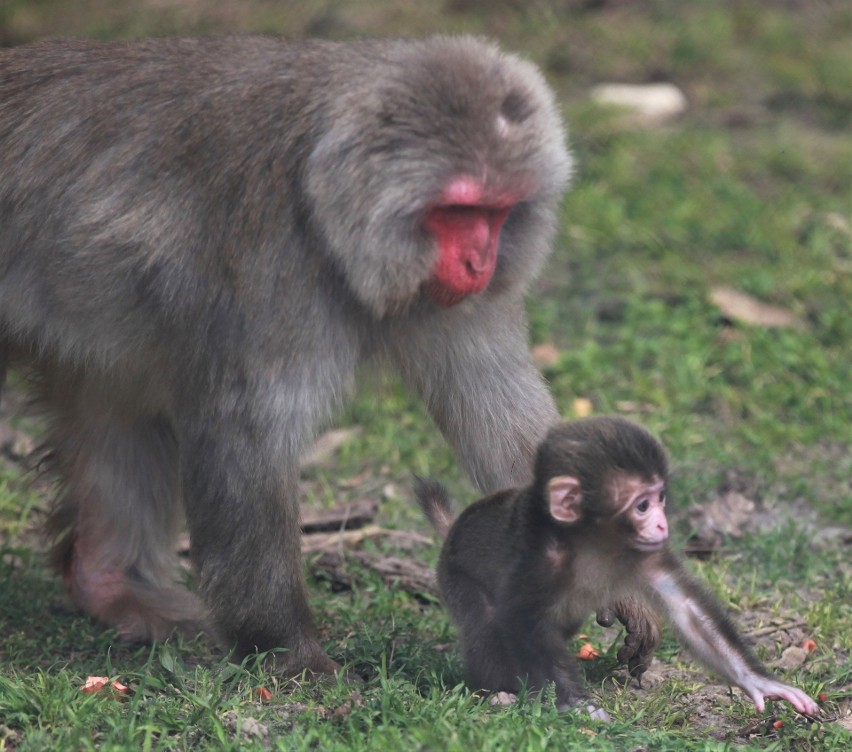 Jakie imię nadać maleńkiemu makakowi? Zoo "Leśne Zacisze" w Lisowie zachęca do wzięcia udziału w konkursie