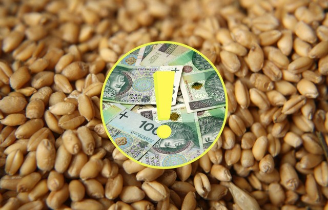 Od kwietnia do 30 czerwca 2023 r. ARiMR będzie przyjmować wnioski o pomoc do zbóż.
