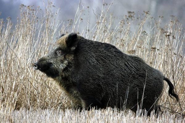 Na Opolszczyźnie największe szkody w rolniczych uprawach i na łąkach powodują dziki.