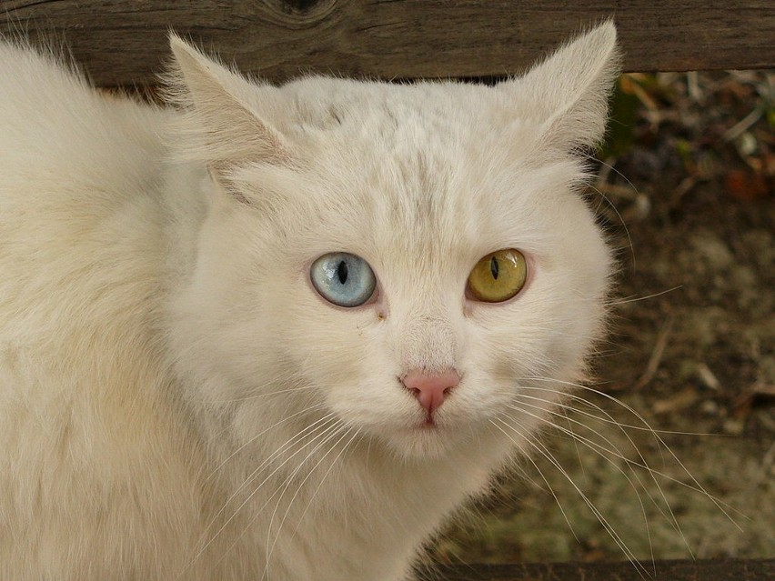 Heterochromia: przyczyny, objawy, leczenie. Heterochromia oczu: choroba czy wyjątkowa uroda?