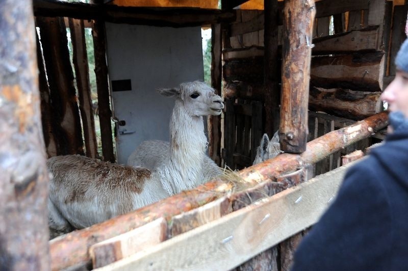 Lama, Emu i pawie - takie stworzenia można spotkać na...