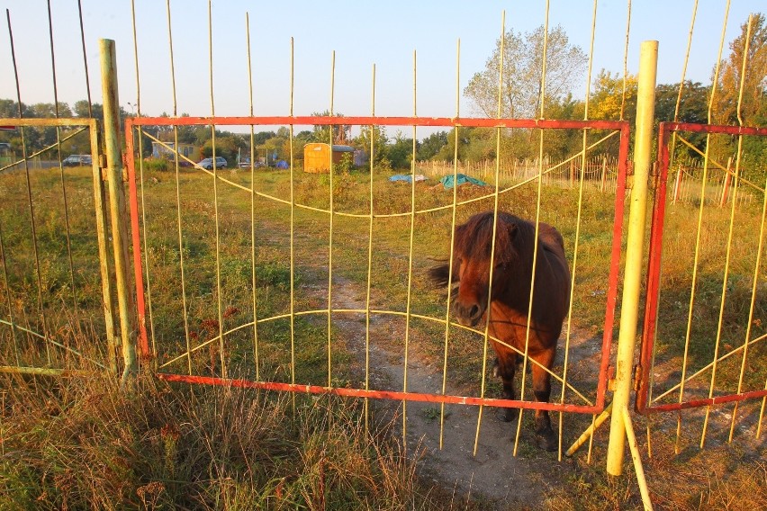 Nie ma psa, został tylko kucyk, który jeszcze kilka dni temu...