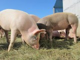 Dopłata do świń z wolnego wybiegu. KZP-PTCH: Zbyt ryzykowne przy ASF 