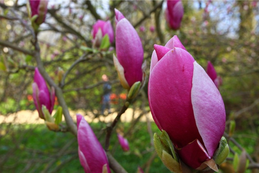 Już niedługo w Arboretum Kórnickim zakwitną magnolie.