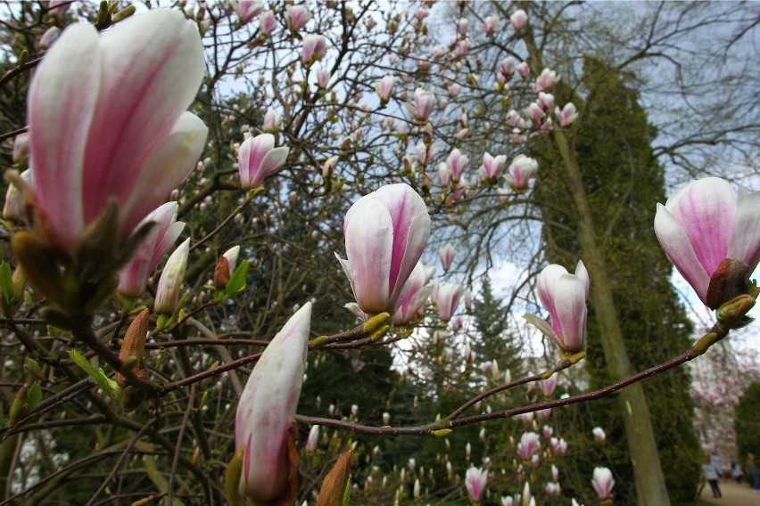 Już niedługo w Arboretum Kórnickim zakwitną magnolie.