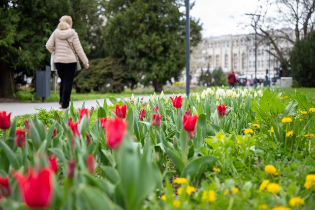 Piękne tulipany i inne rośliny cebulowe pojawiły się w wielu miejscach Torunia. Między innymi przy Muzeum Etnograficznym i przy ul. Uniwersyteckiej. Wyrywanie ich lub niszczenie to wykroczenie - przypominają municypalni. Smutne wpadki już się zdarzyły...