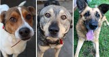 Psy ze Schroniska w Częstochowie czekają na nowy, wspaniały dom. Nie kupuj – adoptuj najwierniejszego przyjaciela!