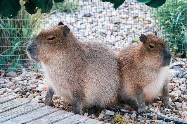Sympatyczne kapibary są jedną z atrakcji Zoo Safari Borysew
