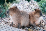 Moda na kapibary dotarła do regionu łódzkiego. Dlaczego dzieci kochają kapibary? Gdzie w Łodzi i regionie można zobaczyć kapibary?