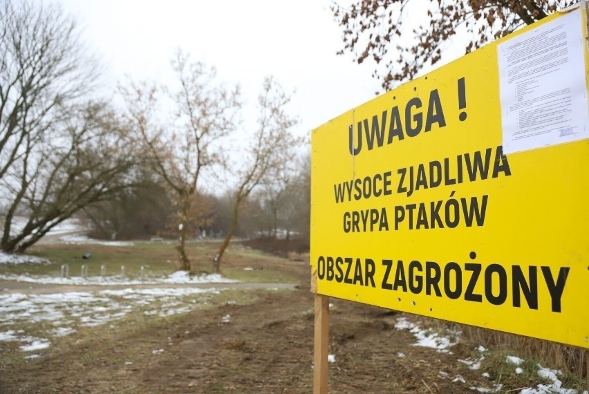 W miejscowości Dąb Mały w powiecie włocławskim znaleziono...