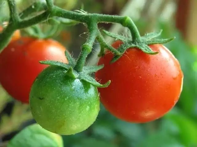 Na balkonie świetnie sprawdza się pomidorki koktajlowe. Lista ich zalet jest długa - nie tylko świetnie smakują, hojnie owocują, ale i dobrze wyglądają w doniczce, a ich uprawa nie należy do bardzo skomplikowanych. Lubią słońce i częste podlewanie. W sklepach ogrodniczych znajdziemy wiele odmian — klasycznych czerwonych, żółtych, czarnych, o różnych kształtach.